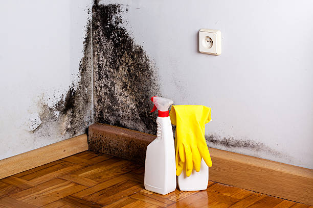 Best Bathroom Mold Remediation in Brackenridge, PA